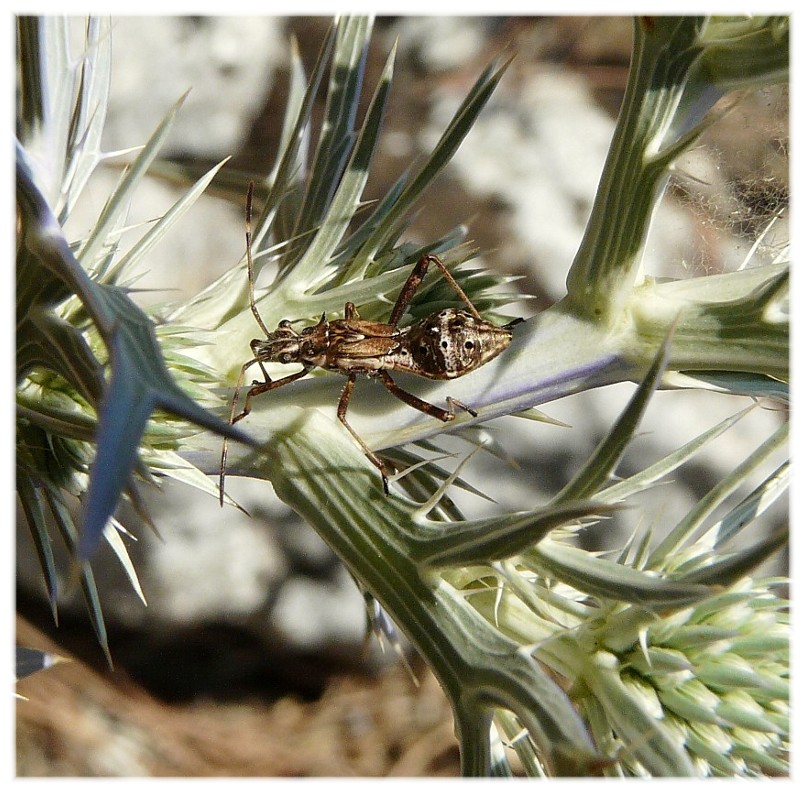 Da determinare: Alydidae, Camptopus lateralis